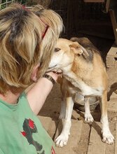 ARRI, Hund, Mischlingshund in Griechenland - Bild 9