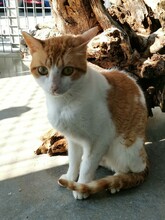 LEROY, Katze, Hauskatze in Spanien - Bild 1