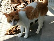 LEROY, Katze, Hauskatze in Spanien - Bild 4