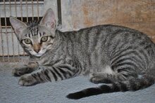 PELAYO, Katze, Europäisch Kurzhaar in Spanien - Bild 8