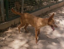 BONITA, Hund, Podenco in Spanien - Bild 2
