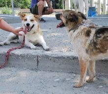 DOOKIE, Hund, Mischlingshund in Köln - Bild 4