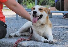 DOOKIE, Hund, Mischlingshund in Köln - Bild 5