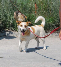 DOOKIE, Hund, Mischlingshund in Köln - Bild 9