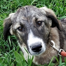 ADEL, Hund, Mischlingshund in Griechenland - Bild 1