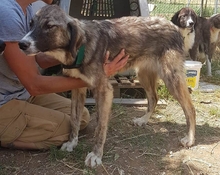 ADEL, Hund, Mischlingshund in Griechenland - Bild 2