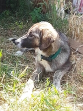 ADEL, Hund, Mischlingshund in Griechenland - Bild 3