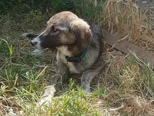 ADEL, Hund, Mischlingshund in Griechenland - Bild 4