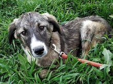 ADEL, Hund, Mischlingshund in Griechenland - Bild 6
