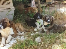 ADEL, Hund, Mischlingshund in Griechenland - Bild 7