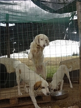 AROMA, Hund, Herdenschutzhund-Mix in Griechenland - Bild 11