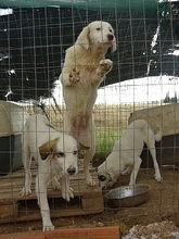 AROMA, Hund, Herdenschutzhund-Mix in Griechenland - Bild 12