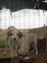 AROMA, Hund, Herdenschutzhund-Mix in Griechenland - Bild 13