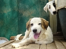 AROMA, Hund, Herdenschutzhund-Mix in Griechenland - Bild 15