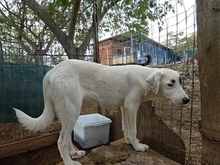 AROMA, Hund, Herdenschutzhund-Mix in Griechenland - Bild 16