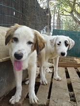 AROMA, Hund, Herdenschutzhund-Mix in Griechenland - Bild 17