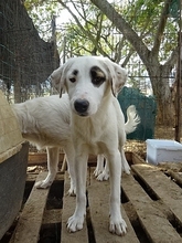 AROMA, Hund, Herdenschutzhund-Mix in Griechenland - Bild 19