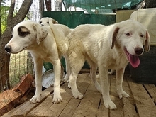 AROMA, Hund, Herdenschutzhund-Mix in Griechenland - Bild 23