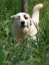 AROMA, Hund, Herdenschutzhund-Mix in Griechenland - Bild 26