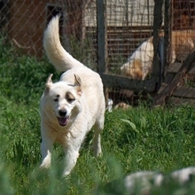 AROMA, Hund, Herdenschutzhund-Mix in Griechenland - Bild 27