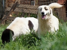 AROMA, Hund, Herdenschutzhund-Mix in Griechenland - Bild 29