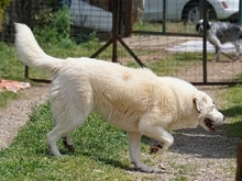 AROMA, Hund, Herdenschutzhund-Mix in Griechenland - Bild 30