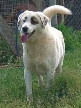 AROMA, Hund, Herdenschutzhund-Mix in Griechenland - Bild 31