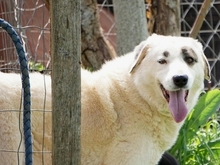 AROMA, Hund, Herdenschutzhund-Mix in Griechenland - Bild 32