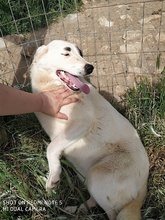 AROMA, Hund, Herdenschutzhund-Mix in Griechenland - Bild 5