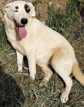 AROMA, Hund, Herdenschutzhund-Mix in Griechenland - Bild 6