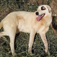 AROMA, Hund, Herdenschutzhund-Mix in Griechenland - Bild 7
