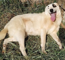 AROMA, Hund, Herdenschutzhund-Mix in Griechenland - Bild 8
