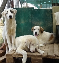 AROMA, Hund, Herdenschutzhund-Mix in Griechenland - Bild 9
