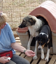 ALEXA, Hund, Mischlingshund in Griechenland - Bild 16