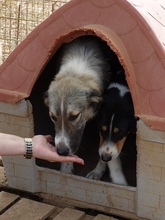 ALEXA, Hund, Mischlingshund in Griechenland - Bild 17