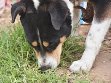 ALEXA, Hund, Mischlingshund in Griechenland - Bild 21