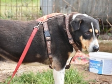 ALEXA, Hund, Mischlingshund in Griechenland - Bild 22