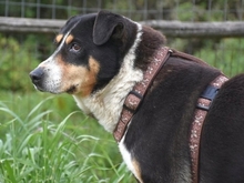 ALEXA, Hund, Mischlingshund in Griechenland - Bild 23
