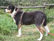 ALEXA, Hund, Mischlingshund in Griechenland - Bild 24