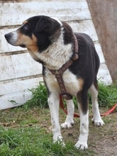 ALEXA, Hund, Mischlingshund in Griechenland - Bild 25