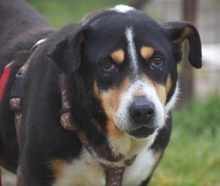 ALEXA, Hund, Mischlingshund in Griechenland - Bild 26