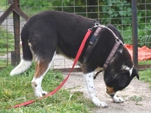 ALEXA, Hund, Mischlingshund in Griechenland - Bild 27
