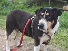 ALEXA, Hund, Mischlingshund in Griechenland - Bild 28