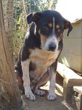 ALEXA, Hund, Mischlingshund in Griechenland - Bild 3