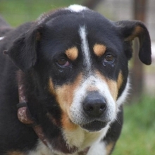 ALEXA, Hund, Mischlingshund in Griechenland - Bild 30