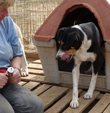 ALEXA, Hund, Mischlingshund in Griechenland - Bild 7