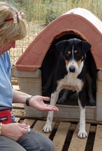 ALEXA, Hund, Mischlingshund in Griechenland - Bild 8