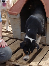 ALEXA, Hund, Mischlingshund in Griechenland - Bild 9