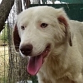 ALINIA, Hund, Herdenschutzhund-Mix in Griechenland - Bild 1