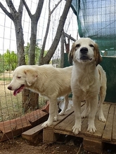 ALINIA, Hund, Herdenschutzhund-Mix in Griechenland - Bild 12
